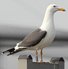 1cy argenteus in November, ringed in Belgium. (25637 bytes)